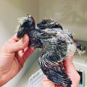 Dierenkliniek Almere-Stad image 1