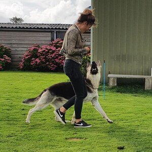 Hondenschool Joy image 2