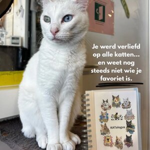 DigiBeet en Katten Café image 6