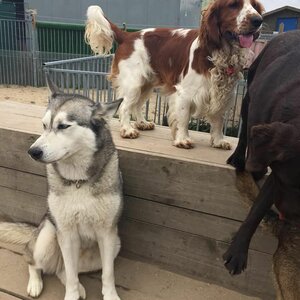 De Hondenkapper image 2