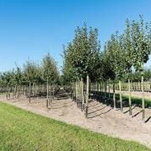 VOF Jaap Huibers image 1