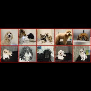 Trimsalon Sara image 2