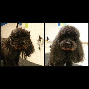 Trimsalon Sara image 3