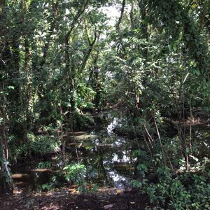 Kwekerij Jan Neelen image 1