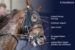 Drafrace in Purmerend: geen feest voor paarden