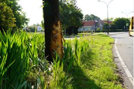 Auto total loss na botsing tegen boom, bestuurder zit bekneld