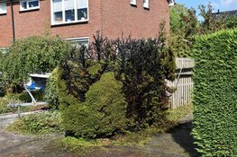 Onkruid branden gaat fout; heg vliegt in de brand