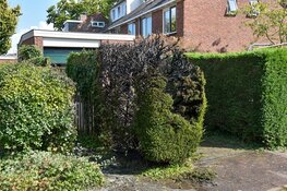 Onkruid branden gaat fout; heg vliegt in de brand