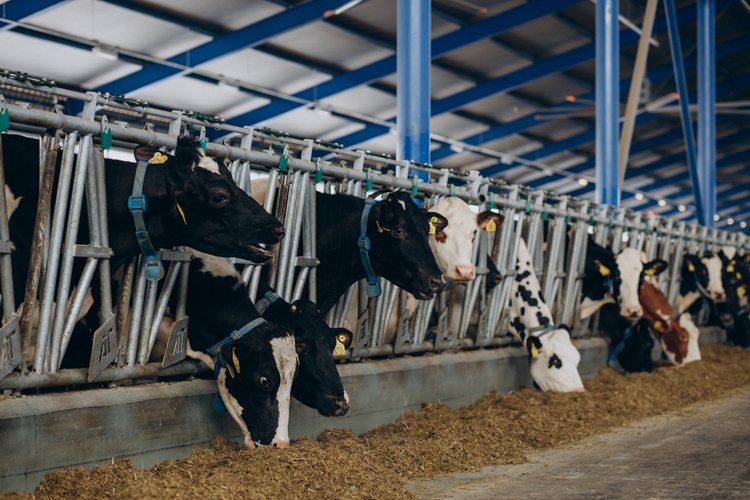 Ruim €2 miljoen voor innovatieve verduurzaming in de melkveehouderij