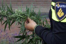 Ondergrondse hennepkwekerij in Edam