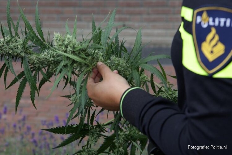 Ondergrondse hennepkwekerij in Edam
