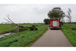 Omwonende haalt omgewaaide boom van weg in Kwadijk