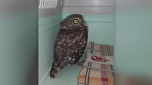 Uil verrast Volendamse in slaapkamer