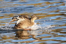 Natuurouder cursus door IVN Waterland